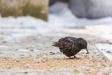 Aç sığırcıklar. Geleneksel kuş beslemeleri zorlu mevsimi atlatmalarına yardımcı olur. Metin için yer