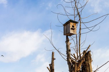 Ev yapımı besleyici. Geleneksel kuş beslemeleri zorlu mevsimi atlatmalarına yardımcı olur. Arkaplan