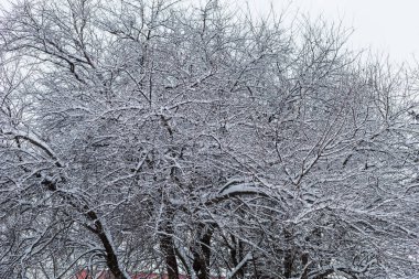 Karda ağaçların dalları. Gerçek soğuk kış. Yazı veya metin için yeri olan arkaplan