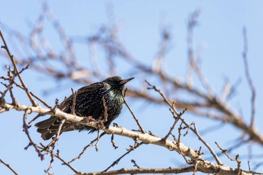 Aç bir sığırcık ağaç dalında oturur. Geleneksel kuş beslemeleri zorlu mevsimi atlatmalarına yardımcı olur. Metin için yer