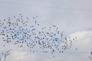 Kışın aç kuşlar. Metin veya yazı için yeri olan arkaplan