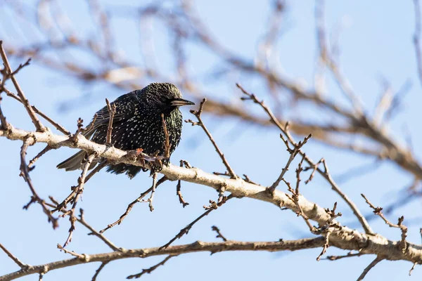 A hungry starling sits on a tree branch. Traditional winter feeding of birds to help them get through the rough season. Place for text