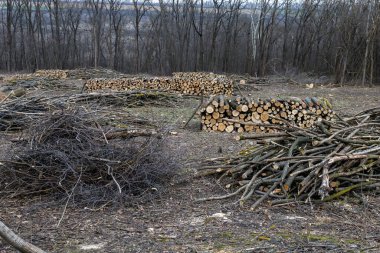Kış için odun ve odun topluyorum.