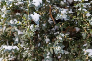 Metin veya harf, seçici odak için kopyalama alanı olan kar ile soyut sembolik kış arkaplanı