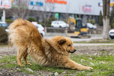 Şehir ortamının bulanık arka planında evsiz bir sokak köpeği. Dünyanın farklı ülkelerinde gerçek sorun