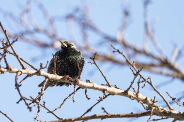 Aç bir sığırcık ağaç dalında oturur. Geleneksel kuş beslemeleri zorlu mevsimi atlatmalarına yardımcı olur. Metin için yer