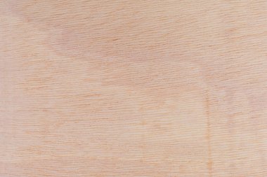 Afrika 'daki bir ağacın açık dokulu kesik yüzeyi. Ahşap zemin ya da tasarım için boş. Metin veya etiketler için bir grafik kaynağı ya da altında yatan.