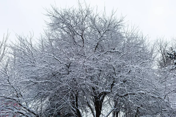 Karda Ağaçların Dalları Gerçek Soğuk Kış Yazı Veya Metin Için — Stok fotoğraf