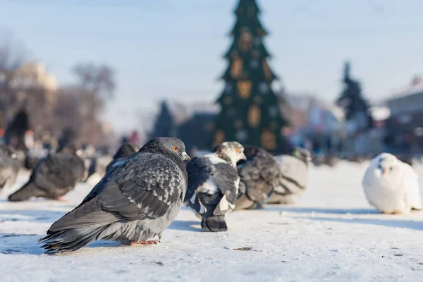 겨울에는 굶주린 새들도 본문이나 비문을 장소를 배경으로 — 스톡 사진