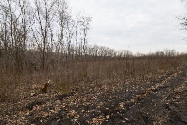 Eski ormanın tahrip edilmesi. Ekolojik durumu iyileştirmek için yeşil alanların gençleştirilmesi. İtfaiye önlemleri. Geçmişi. Genç orman