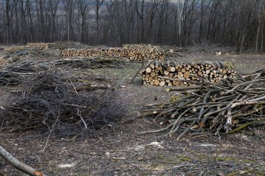 Kış için odun ve odun topluyorum.