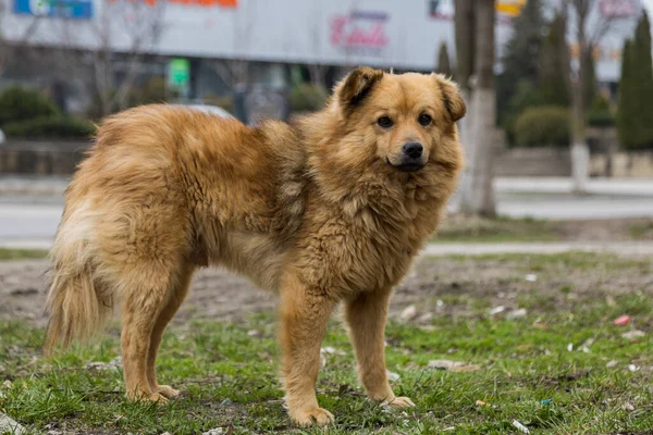 Άστεγο Αδέσποτο Σκυλί Θολή Φόντο Του Αστικού Περιβάλλοντος Πραγματικό Πρόβλημα — Φωτογραφία Αρχείου