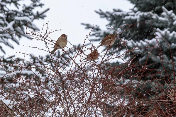 饥饿的鸟儿在冬天 文本或文字的背景和位置 — 图库照片