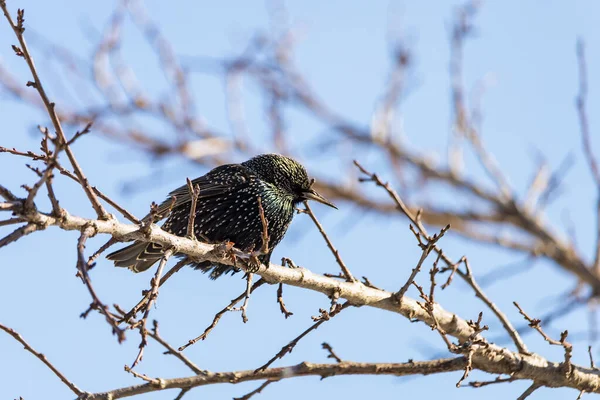 A hungry starling sits on a tree branch. Traditional winter feeding of birds to help them get through the rough season. Place for text