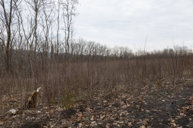 Eski ormanın tahrip edilmesi. Ekolojik durumu iyileştirmek için yeşil alanların gençleştirilmesi. İtfaiye önlemleri. Geçmişi. Genç orman