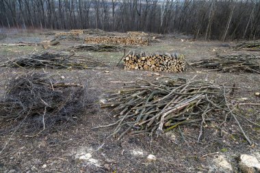 Kış için odun ve odun topluyorum.