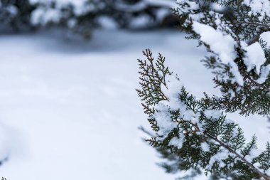 Karda iğneler. Metin veya harf için kopyalama alanı olan kış arkaplanı
