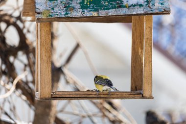 Ev yapımı besleyici. Geleneksel kuş beslemeleri zorlu mevsimi atlatmalarına yardımcı olur. Arkaplan