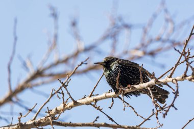 Aç bir sığırcık ağaç dalında oturur. Geleneksel kuş beslemeleri zorlu mevsimi atlatmalarına yardımcı olur. Metin için yer