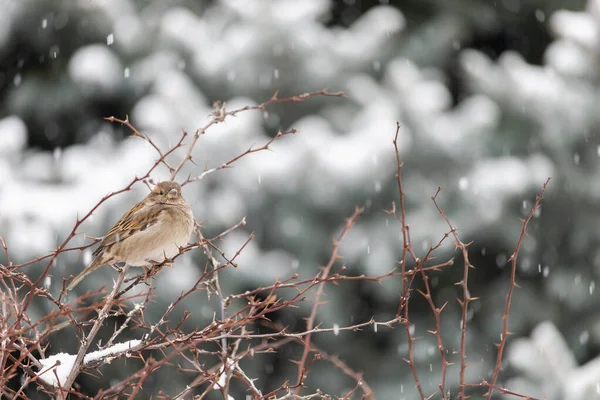 饥饿的鸟儿在冬天 文本或文字的背景和位置 — 图库照片