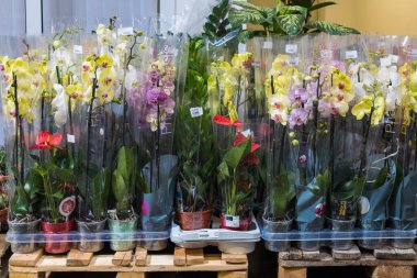 12 Nisan 2021 Beltsy, Moldova malları pazar rafında. Süpermarket vitrini. İllüstrasyon başyazısı. Kapalı kaplarda saksılarda çiçekler