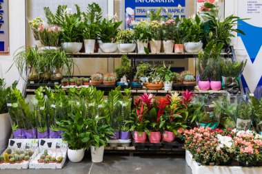 12 Nisan 2021 Beltsy, Moldova malları pazar rafında. Süpermarket vitrini. İllüstrasyon başyazısı. Kapalı kaplarda saksılarda çiçekler