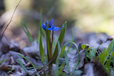 Doğadaki ilk yaban çiçekleri. Seçici odak arkaplanı