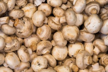 Beyaz mantarlar. Market vitrini ya da süpermarket rafı.