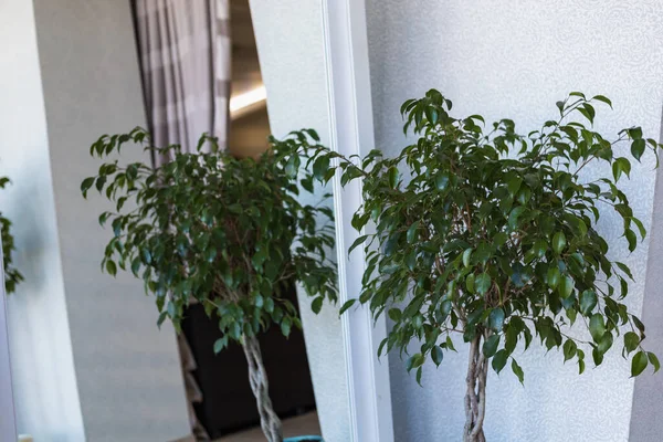 Décor Chambre Pour Confort Intérieur Feuilles Une Fleur Maison Devant — Photo