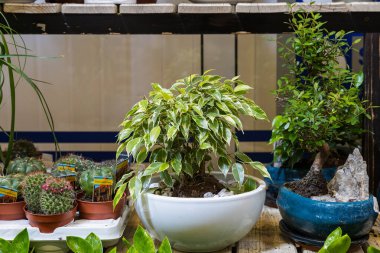 12 Nisan 2021 Beltsy, Moldova malları pazar rafında. Süpermarket vitrini. İllüstrasyon başyazısı. Kapalı kaplarda saksılarda çiçekler