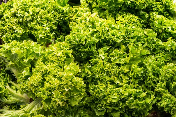 Fresh lettuce on a store shelf. The most widespread vegetable crop in the world.
