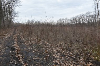 Eski ormanın tahrip edilmesi. Ekolojik durumu iyileştirmek için yeşil alanların gençleştirilmesi. İtfaiye önlemleri. Geçmişi. Genç orman
