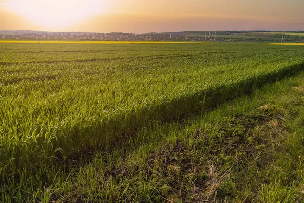 Jungweizen Treibt Feld Aus Landwirtschaftlicher Hintergrund Mit Kopierraum — Stockfoto