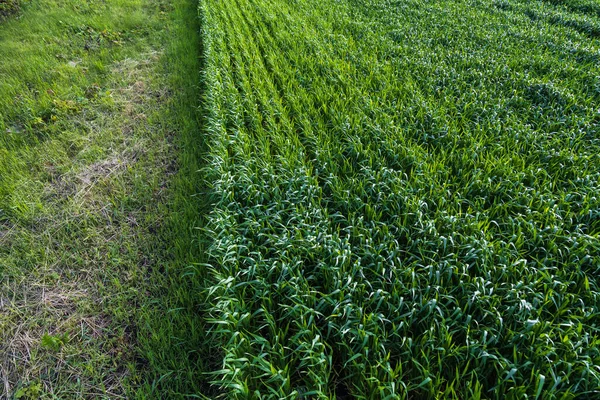 Großes Ungemähtes Gras Auf Dem Rasen Selektiver Fokus Hintergrund Mit — Stockfoto