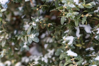 Metin veya harf, seçici odak için kopyalama alanı olan kar ile soyut sembolik kış arkaplanı