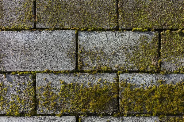 建筑表面粗糙的纹理苔藓 设计的背景或基板 底层用的空白 — 图库照片