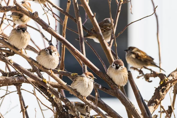 Una Bandada Pájaros Hambrientos Las Ramas Árbol Invierno Difícil Contexto —  Fotos de Stock