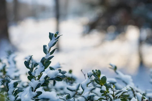 要約テキストやレタリングのためのコピースペースと雪と象徴的な冬の背景 選択的フォーカス — ストック写真