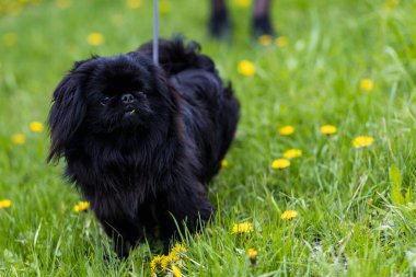 Pekin cinsinin siyah iç dekoratif köpeği. Metin için kopyalama alanı olan arkaplan