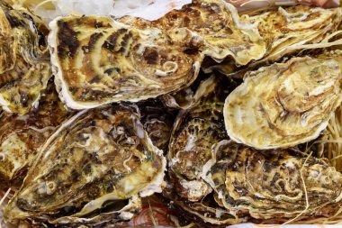 Deniz ürünleri satan bir dükkanın rafında istiridye var. Seçici odaklı arkaplan.