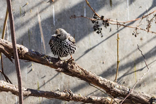 A hungry starling sits on a tree branch. Traditional winter feeding of birds to help them get through the rough season. Place for text