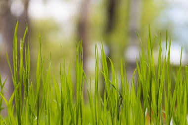 Uzun, çimlerin üzerinde biçilmemiş çim. Kopyalama alanı olan seçici odak arkaplanı