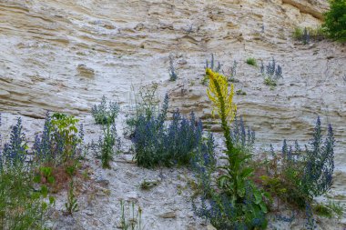 Vahşi doğada kayalıklardaki bitkiler. Metin veya harf için kopyalama alanı olan doğa arkaplanı