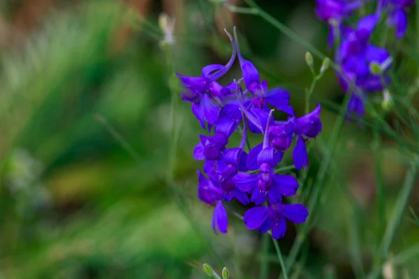 Fleurs Sauvages Fond Nature Avec Espace Copie Pour Texte Lettrage — Photo