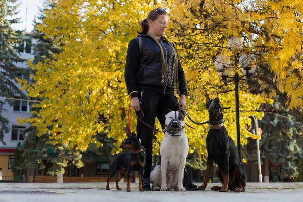 散歩中の犬を連れた若い女性 背景がぼやけた選択的フォーカス フィールドの浅い深さ — ストック写真