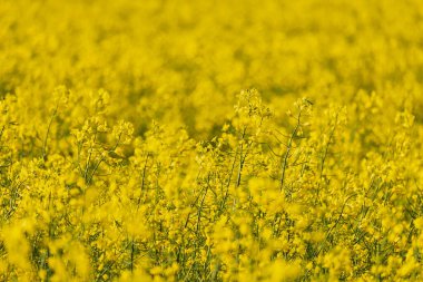 Açan kolza tohumu. Biyodizel ve petrol üretiminin ekonomik önemi. Kopyalama alanı olan tarım arkaplanı