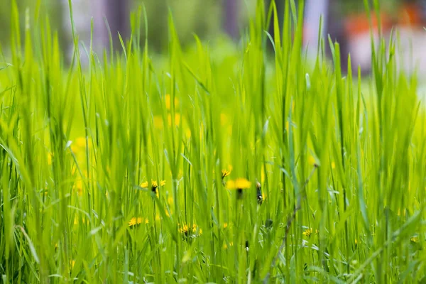 Großes Ungemähtes Gras Auf Dem Rasen Selektiver Fokus Hintergrund Mit — Stockfoto