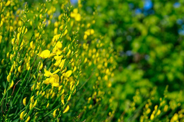Sehr Schöne Blumen Einem Städtischen Blumenbeet Einer Städtischen Umgebung Hintergrund — Stockfoto