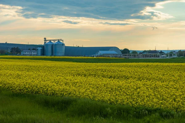 Gele Veld Van Bloeiende Koolzaad Landbouwachtergrond Met Copyspace — Stockfoto