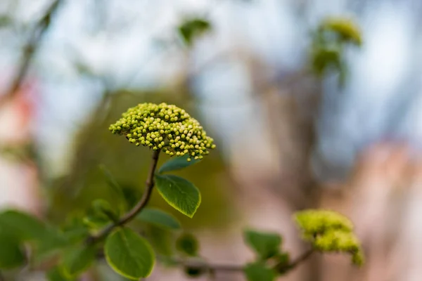 Résumé Fond Nature Flou Avec Espace Copie Pour Texte Lettrage — Photo